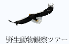 野生動物観察ツアー