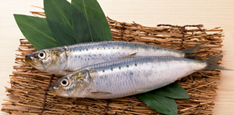 マイワシ（イワシ）