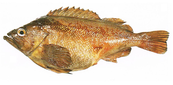 エゾメバル（ガヤ）