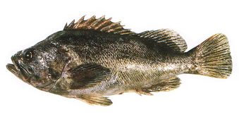 クロソイ（クロゾイ）