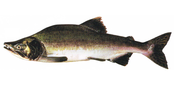 カラフトマス（マス・ホンマス・セッパリマス）英名：ピンクサーモン