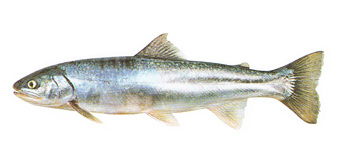 オショロコマ（カラフトイワナ・イワナ）