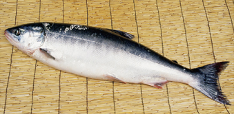 ケイジ（鮭児）