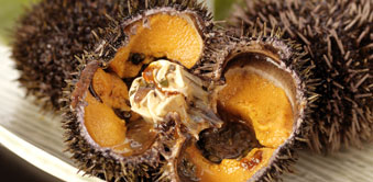 エゾバフンウニ