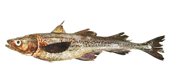 スケトウダラ（スケソ・ピンスケ（未成魚）・マゴスケ（稚魚））