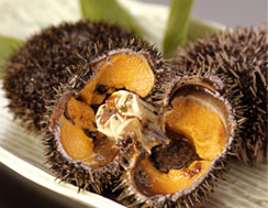 蝦夷ばふんうに